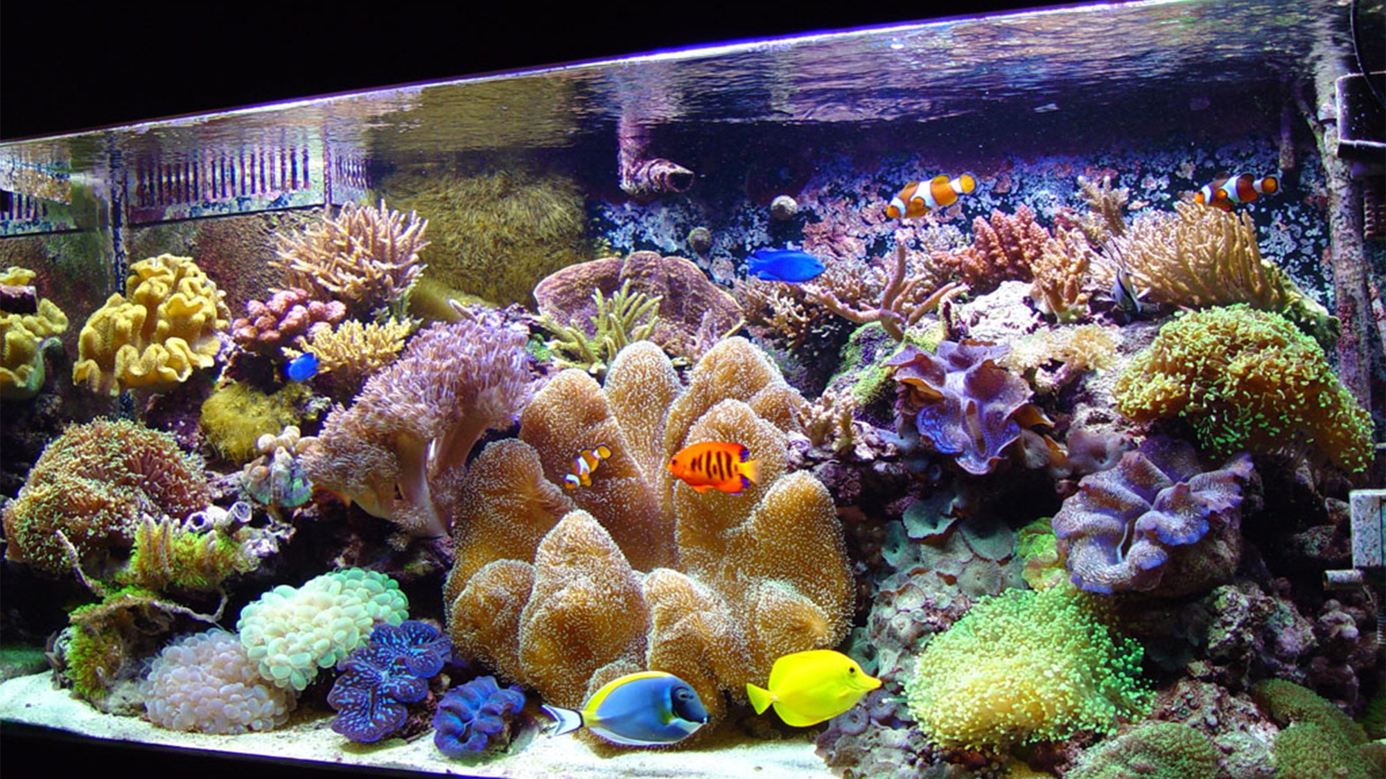 Reef Tank